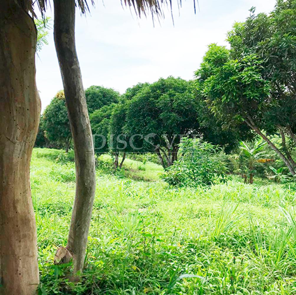  Agricultural property for sale in Niquinohomo - Masaya