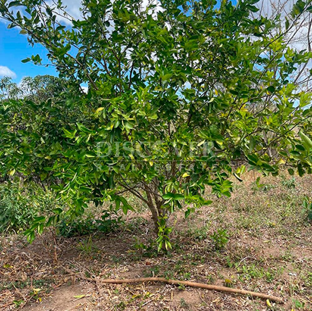  Agricultural property for sale in Niquinohomo - Masaya