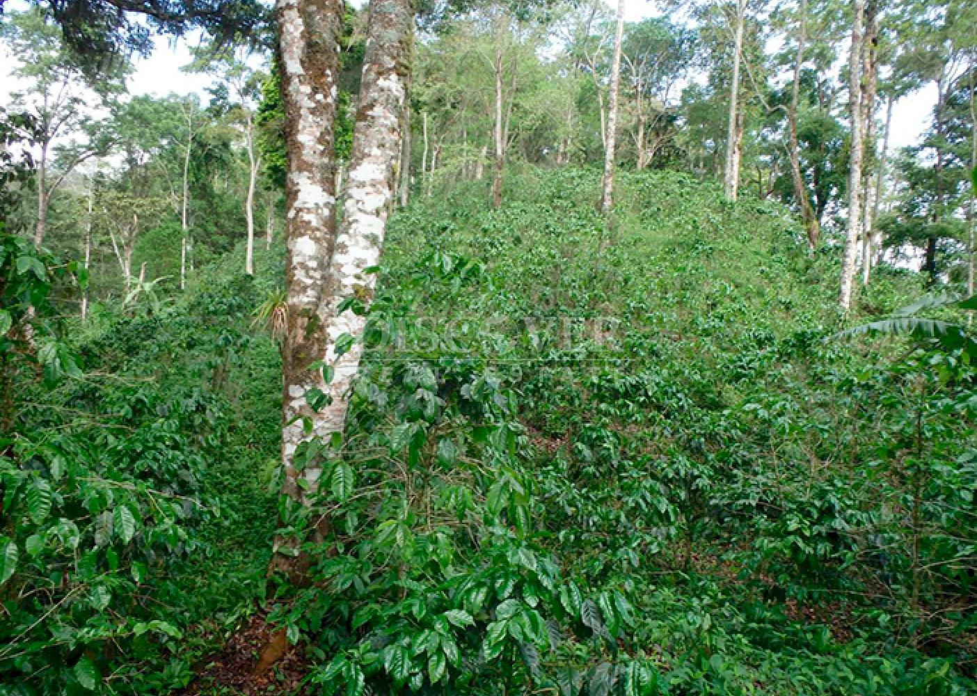 Coffee farm for sale in Jinotega 
