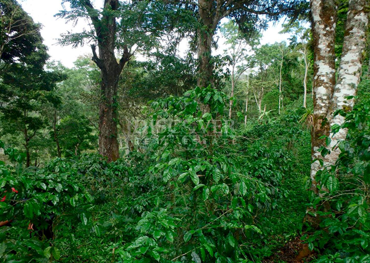 Coffee farm for sale in Jinotega 