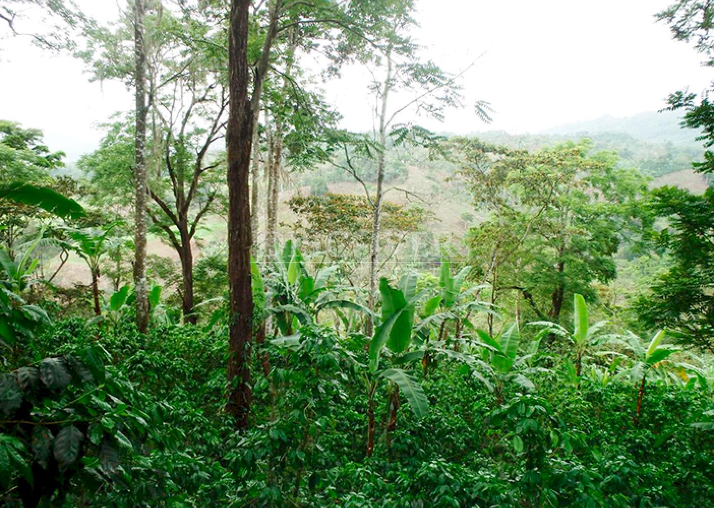 Coffee farm for sale in Jinotega 
