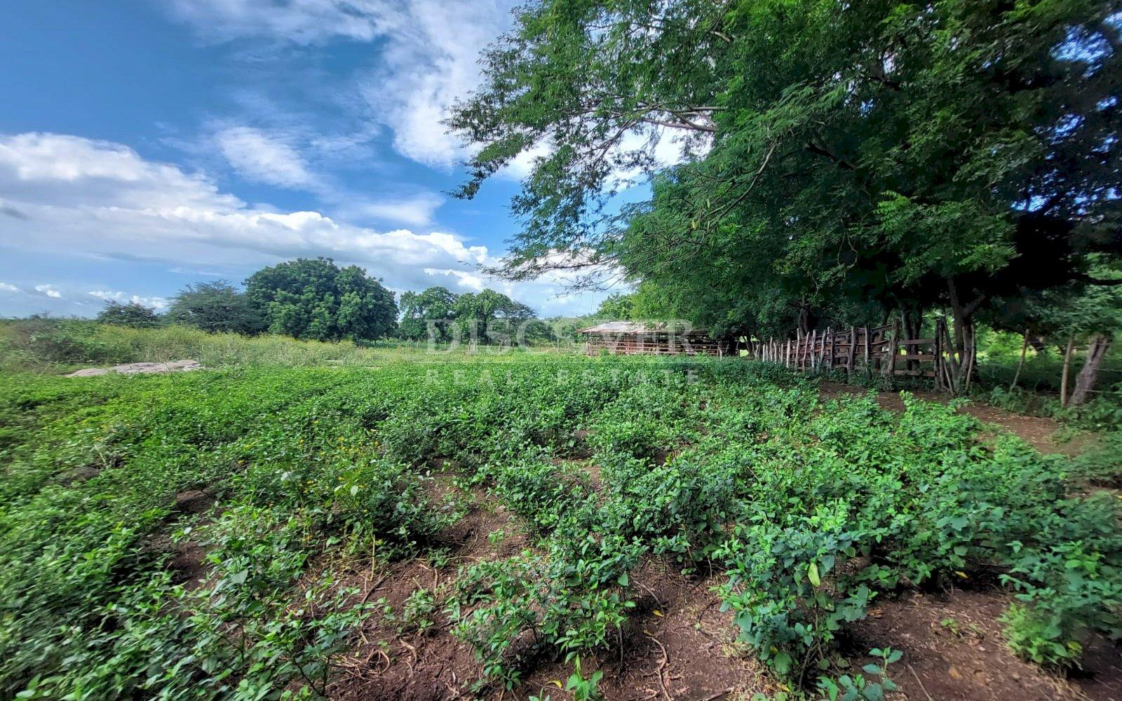  Livestock farm for sale on the old road to León, Nagarote.