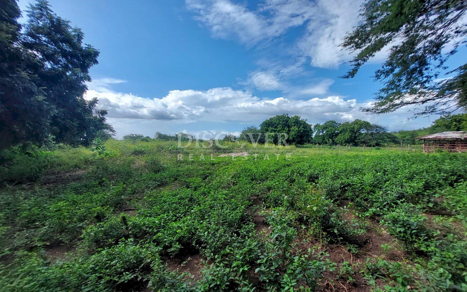  Livestock farm for sale on the old road to León, Nagarote.