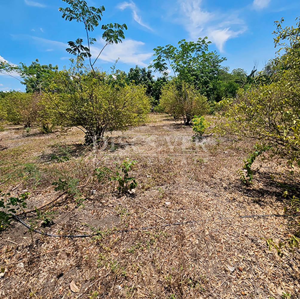  Flat land for sale on Carretera Norte