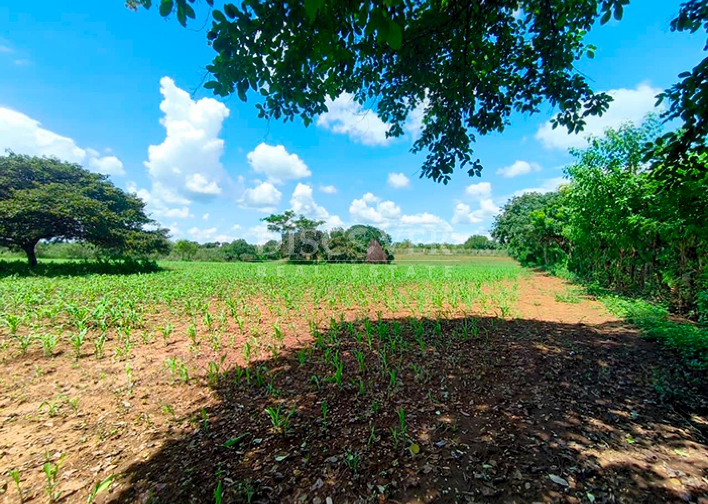 Agricultural land for sale in Masaya