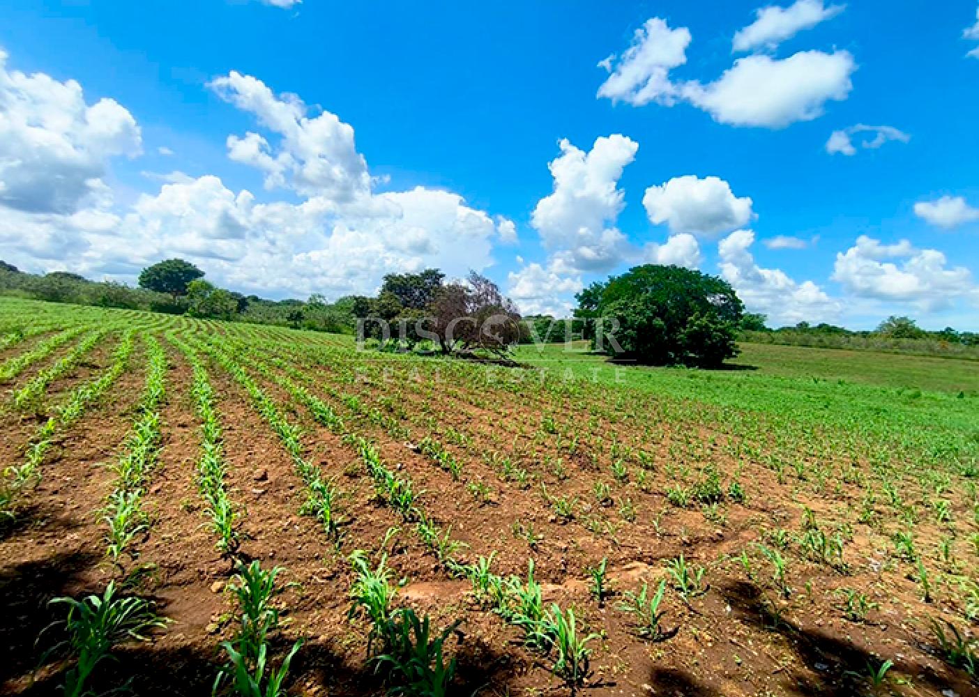 Agricultural land for sale in Masaya