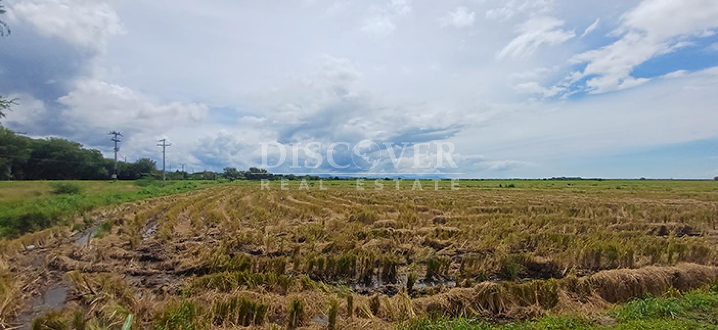 Rice farm for sale/rent in Malacatoya 