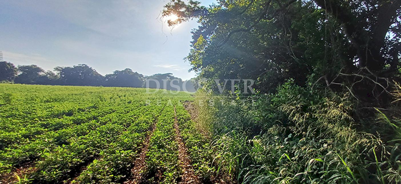 Agricultural property for sale in Altos de Masaya