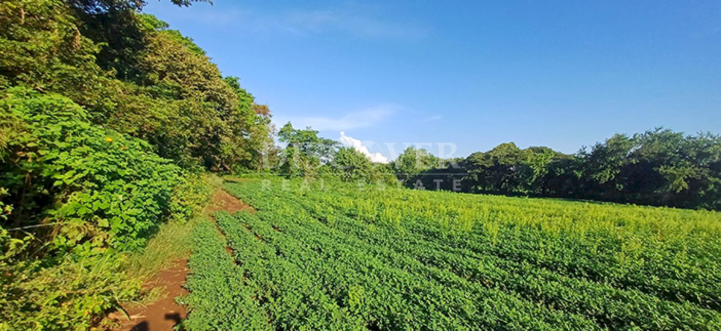 Agricultural property for sale in Altos de Masaya