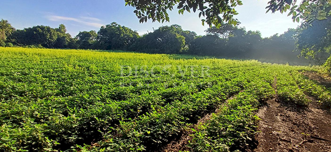 Agricultural property for sale in Altos de Masaya