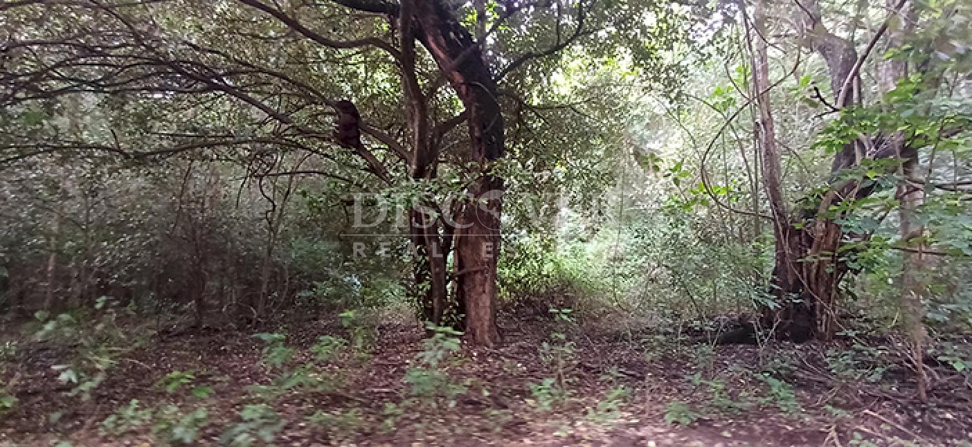Lots for sale in Cofradía