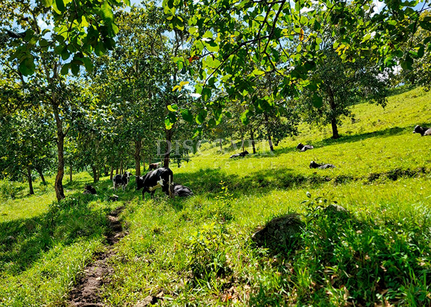  Agricultural land for sale in Jinotega