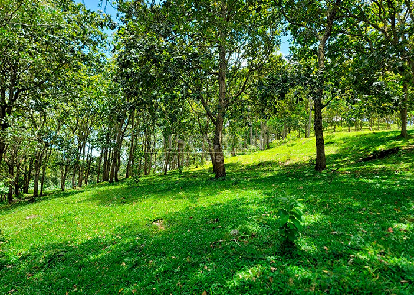  Agricultural land for sale in Jinotega