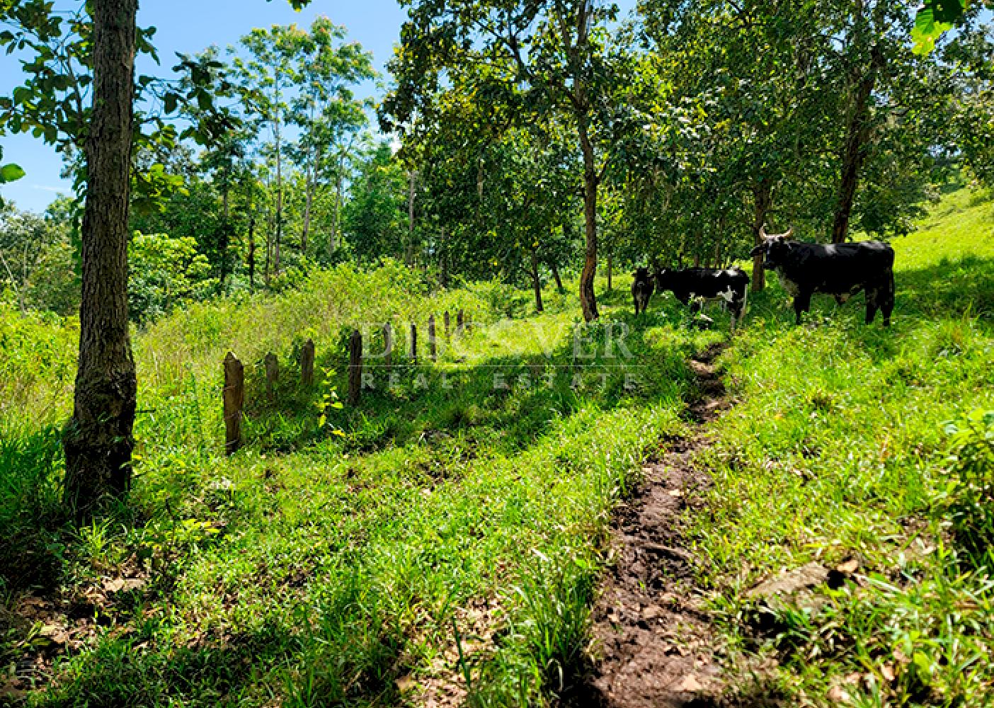  Agricultural land for sale in Jinotega
