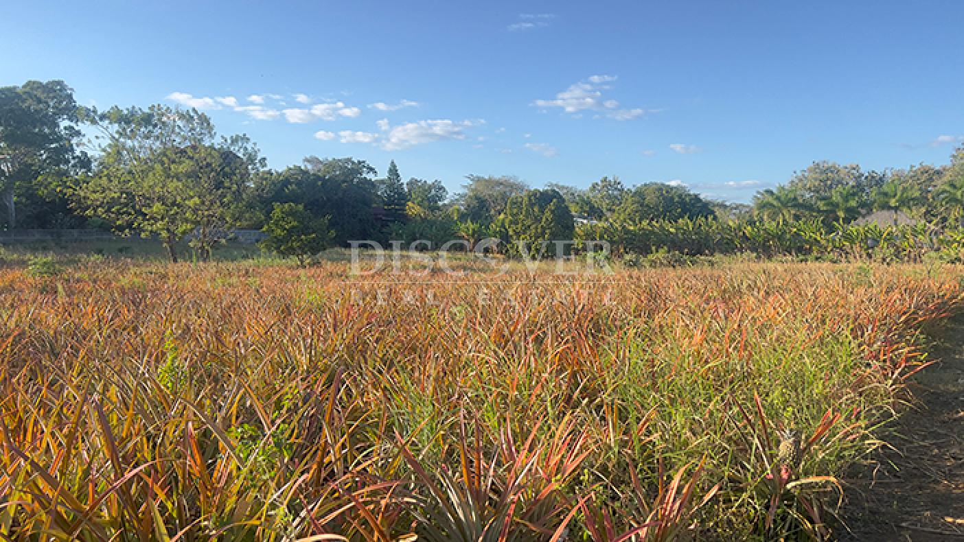  Land for sale on the road to Masaya