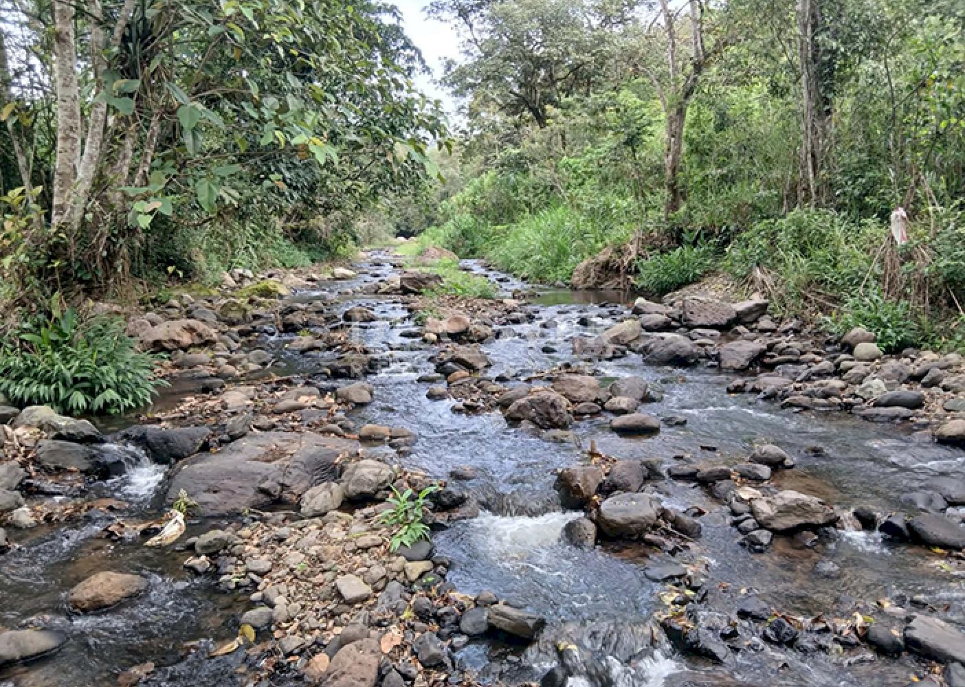 Coffee farm for sale in Matagalpa 