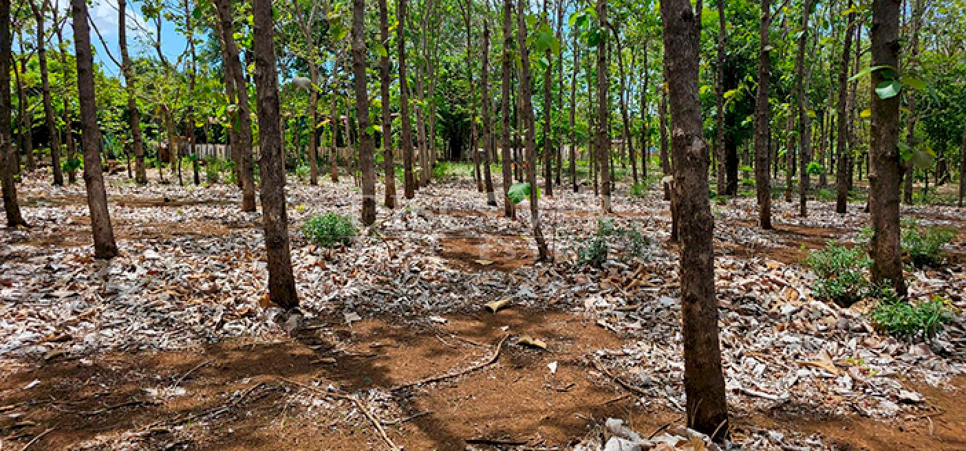 Land for sale in Pista Sabana Grande