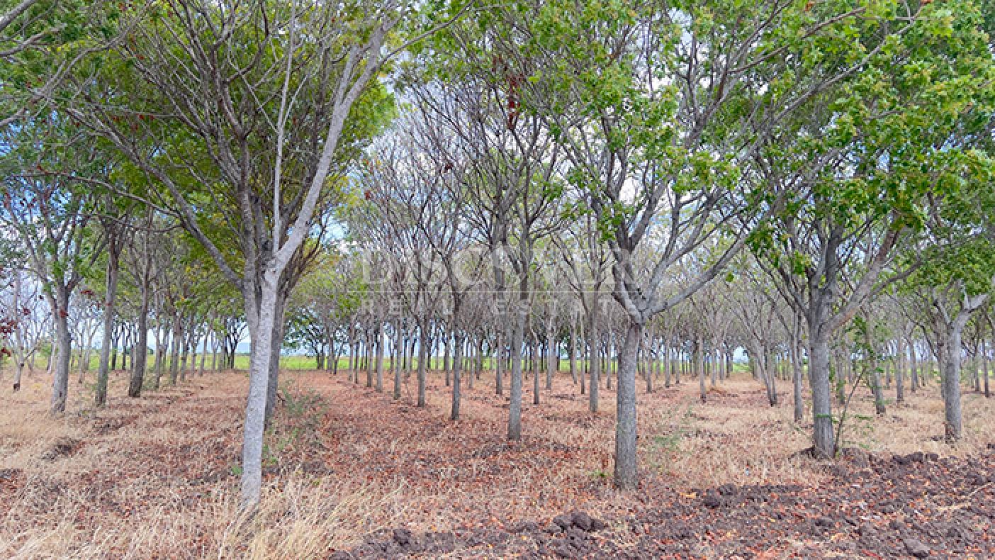  Agricultural and industrial property for sale in Sébaco - Matagalpa