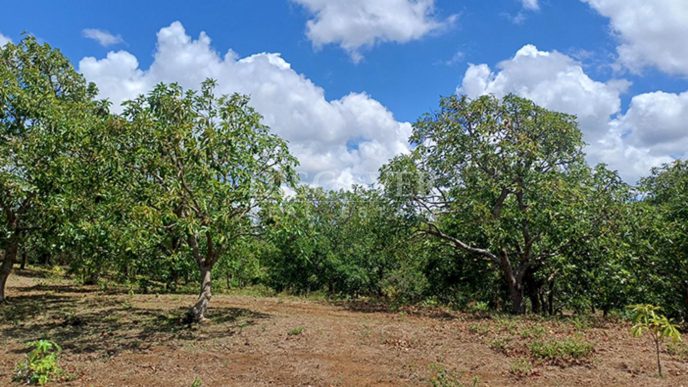 Farm with active production for sale in Masatepe