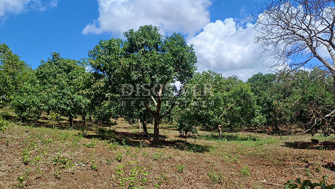 Farm with active production for sale in Masatepe