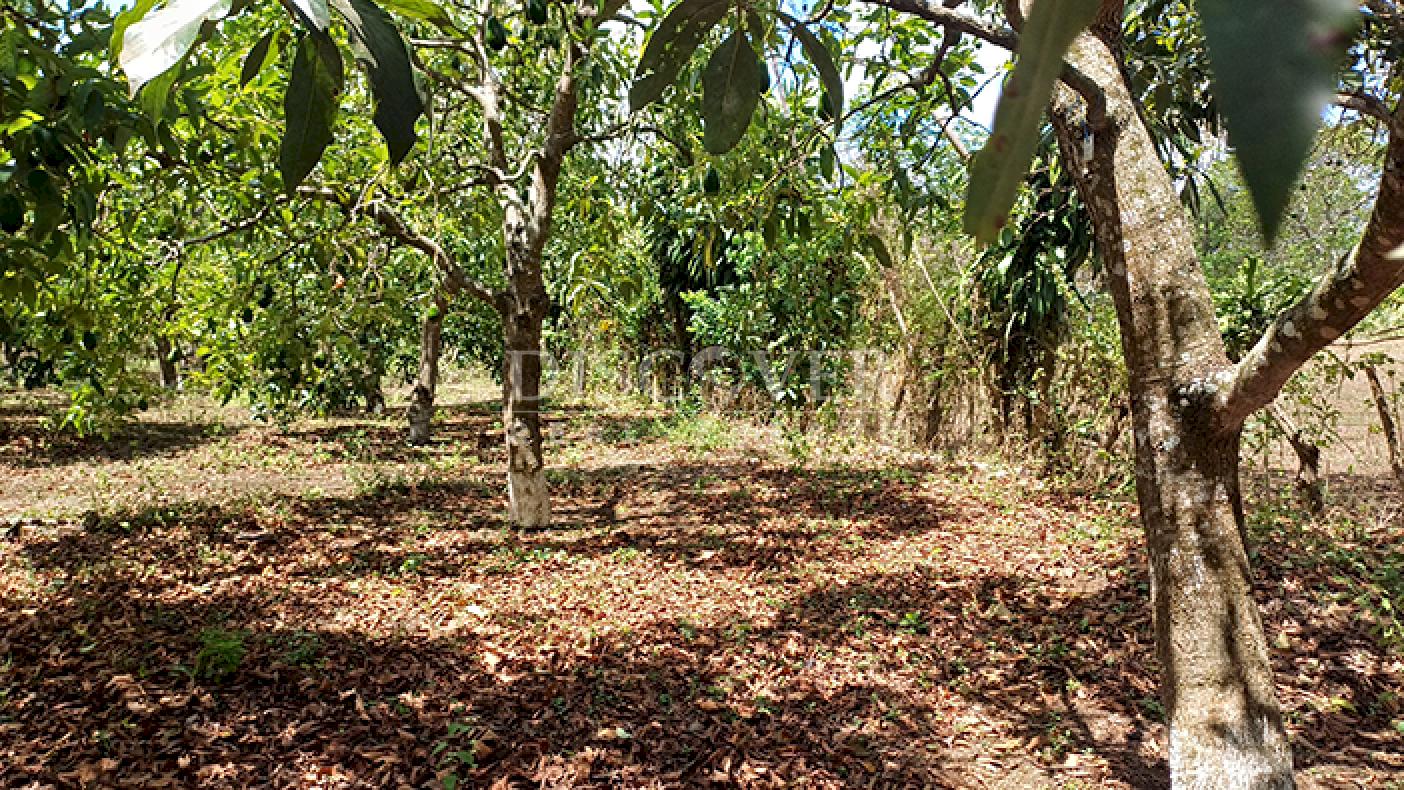 Farm with active production for sale in Masatepe