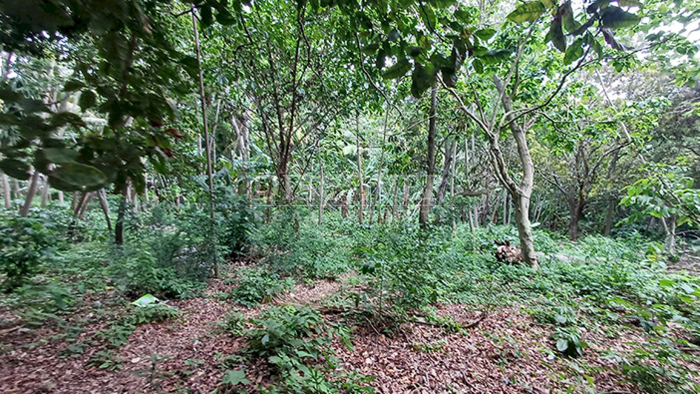 Land for Sale on Carretera Sur 