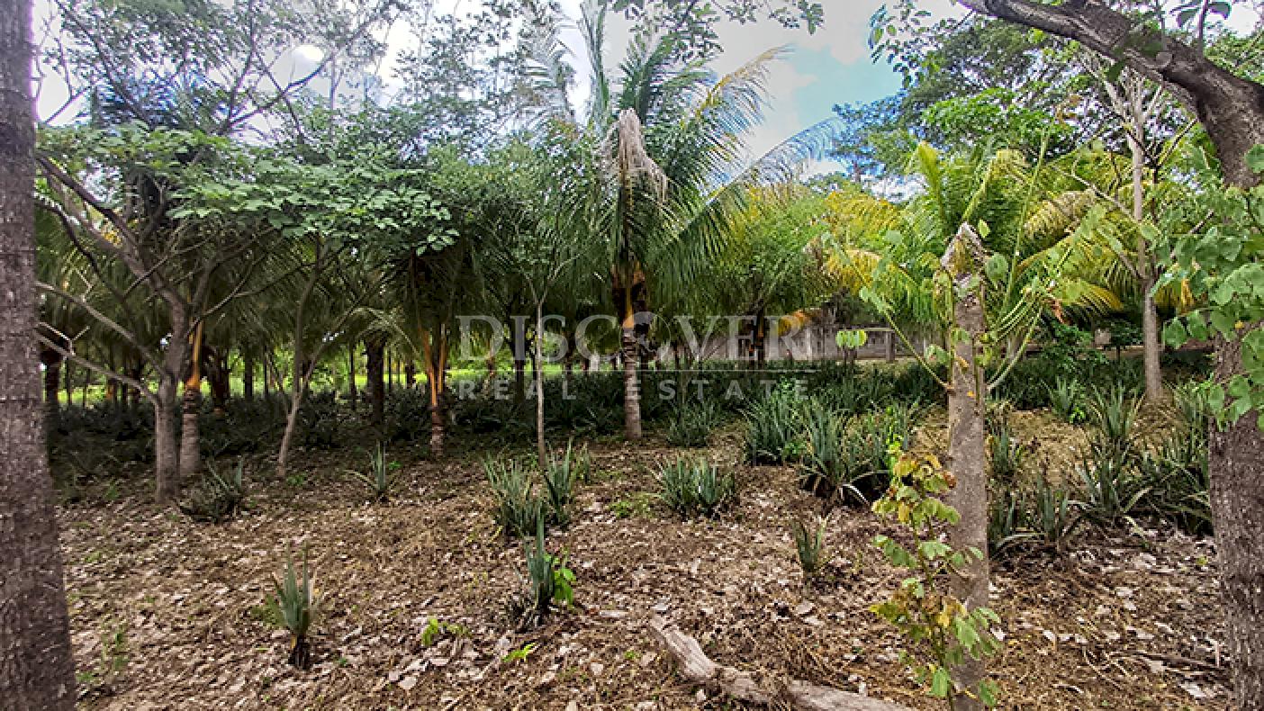 Land for Sale in Ticuantepe