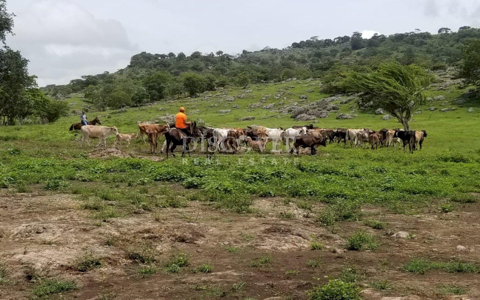  Cattle ranch for sale on Carretera Norte 