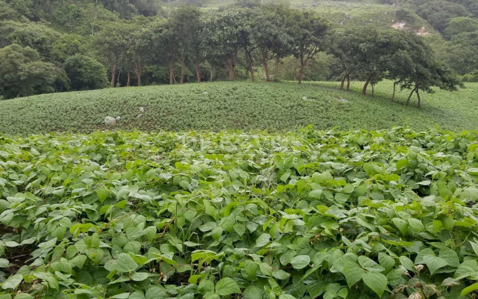  Cattle ranch for sale on Carretera Norte 