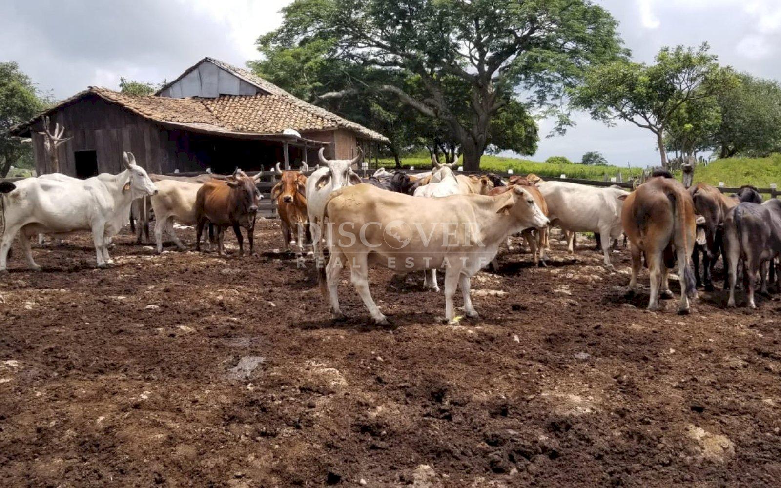  Cattle ranch for sale on Carretera Norte 