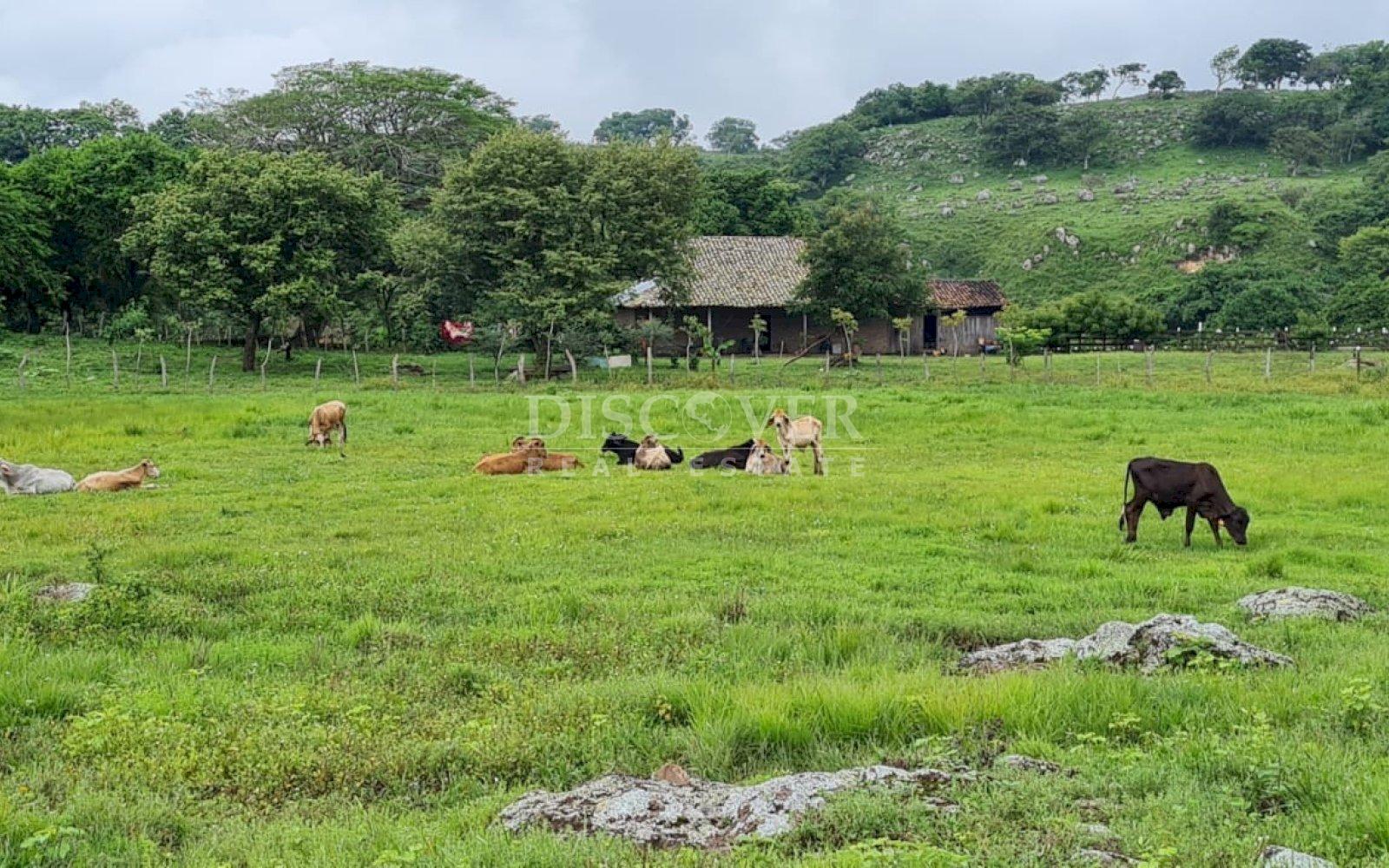  Cattle ranch for sale on Carretera Norte 