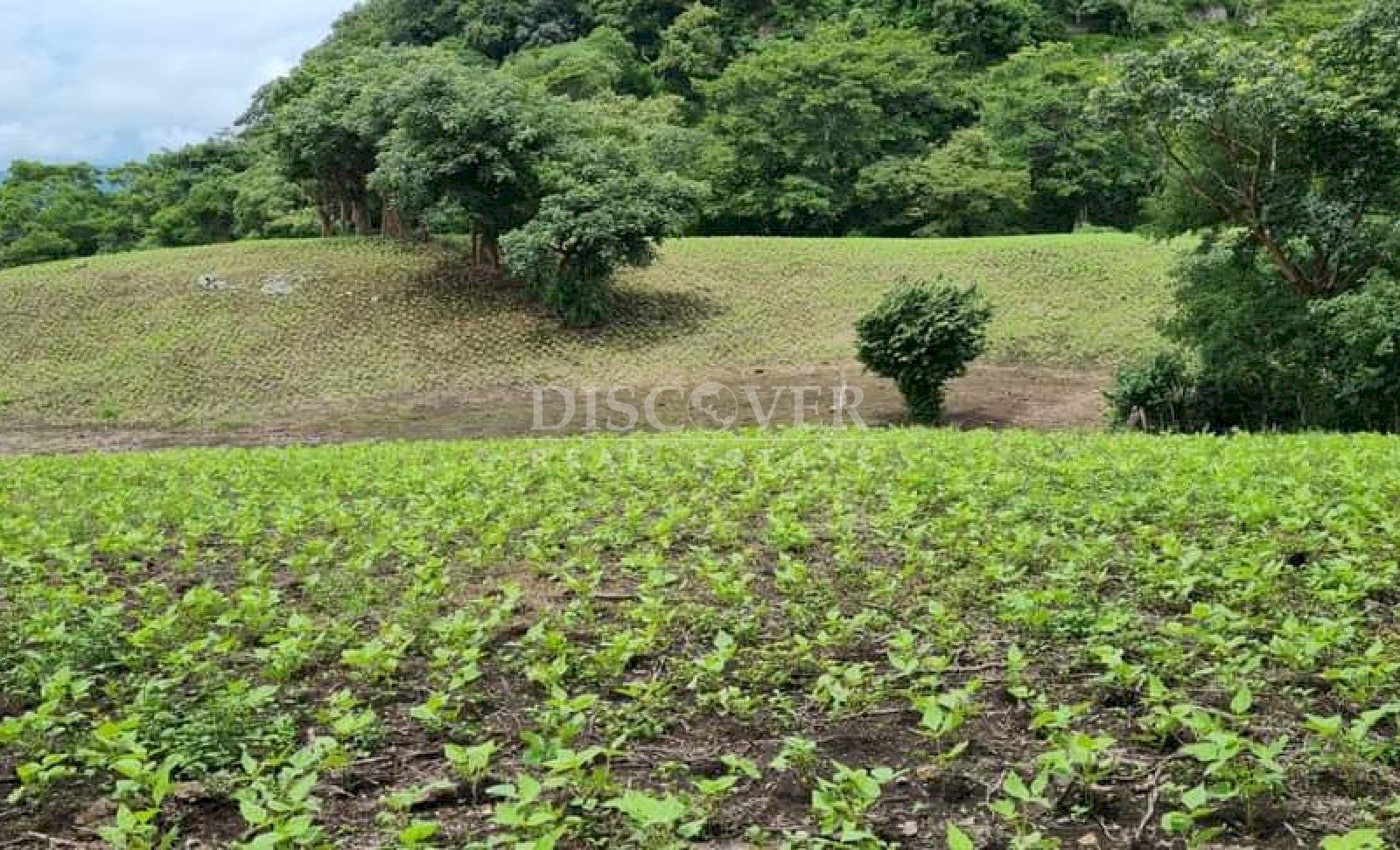  Cattle ranch for sale on Carretera Norte 