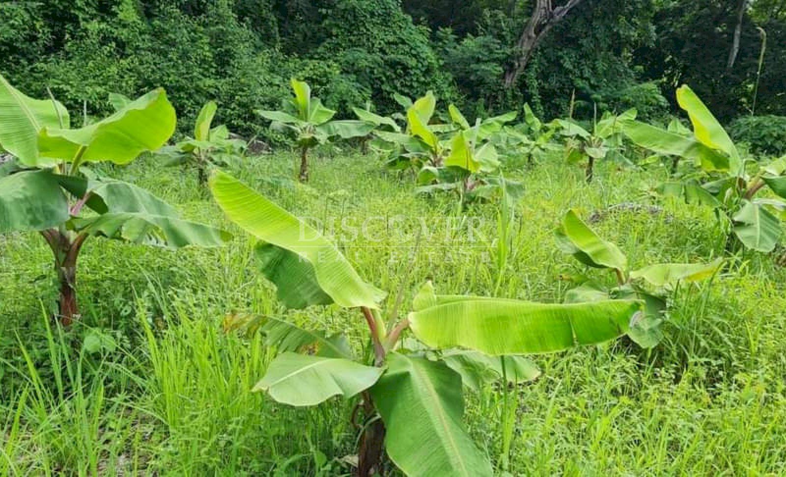  Cattle ranch for sale on Carretera Norte 