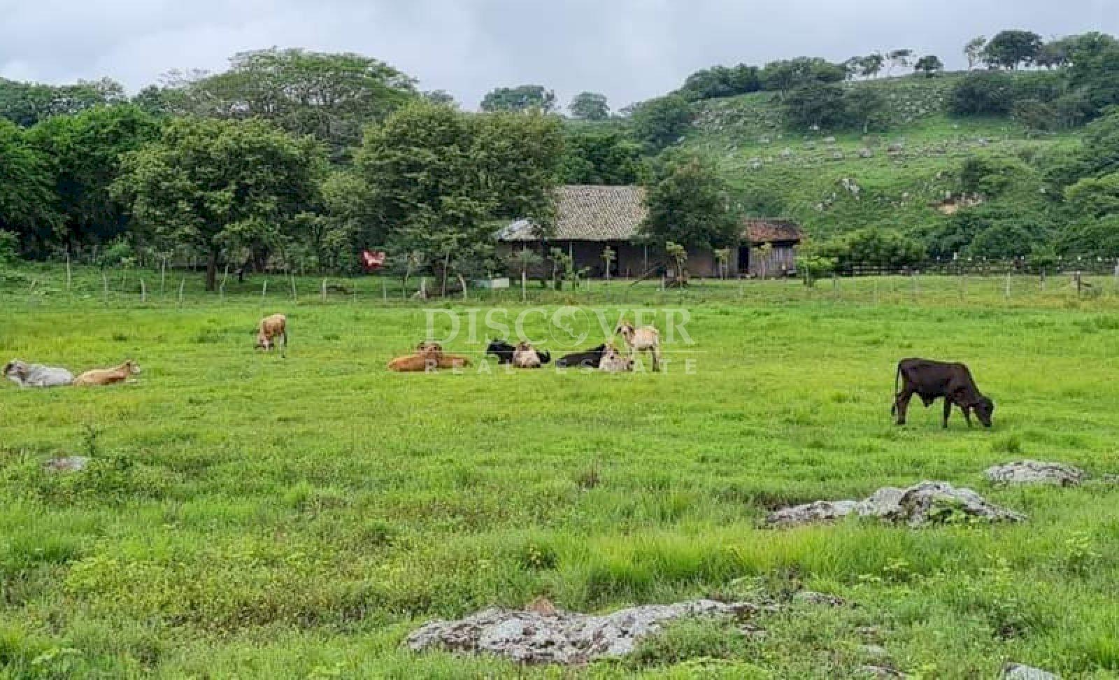  Cattle ranch for sale on Carretera Norte 