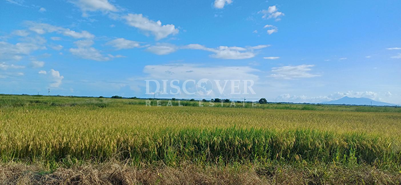 Rice Farm for Sale in Malacatoya 