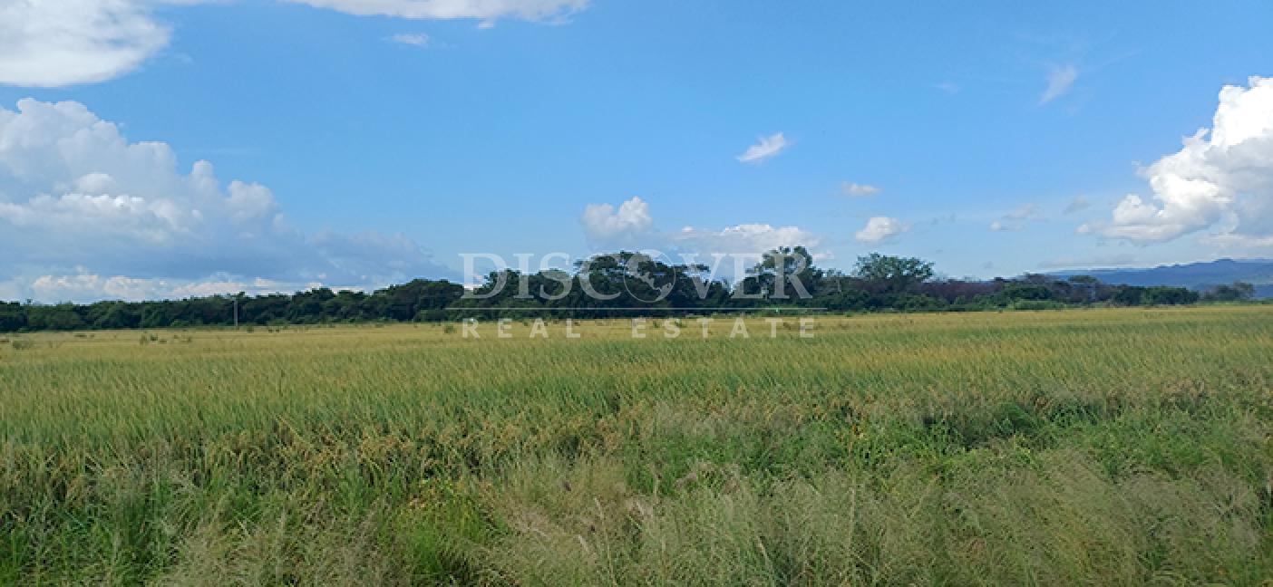 Rice Farm for Sale in Malacatoya 