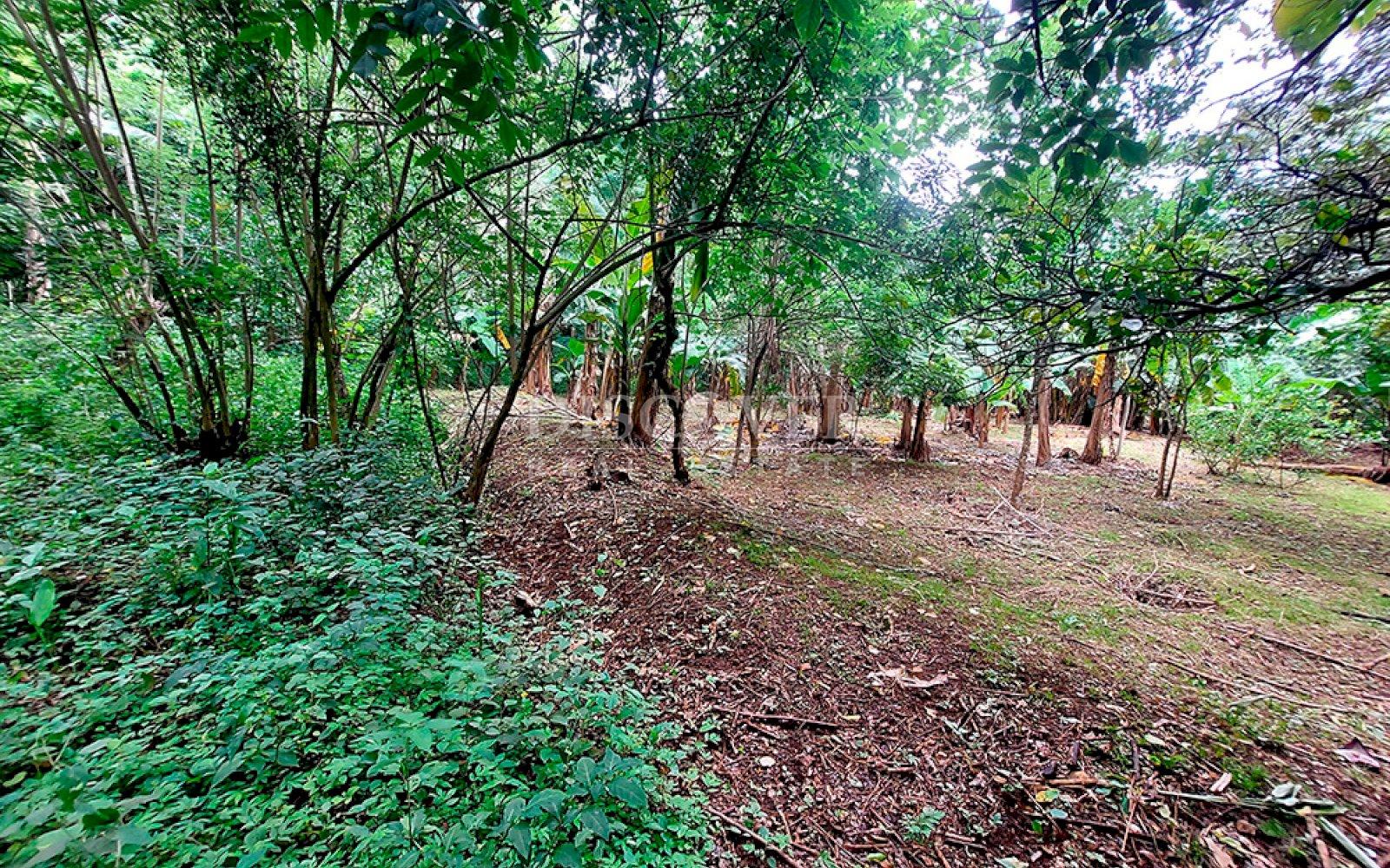  Land for sale in the Pacayita region