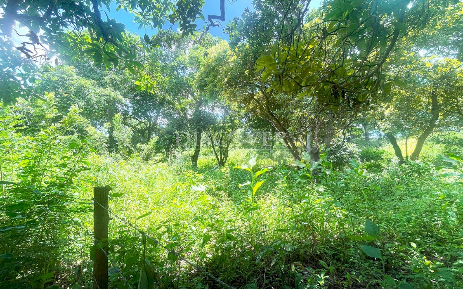  Land for sale in Intermezzo del Bosque