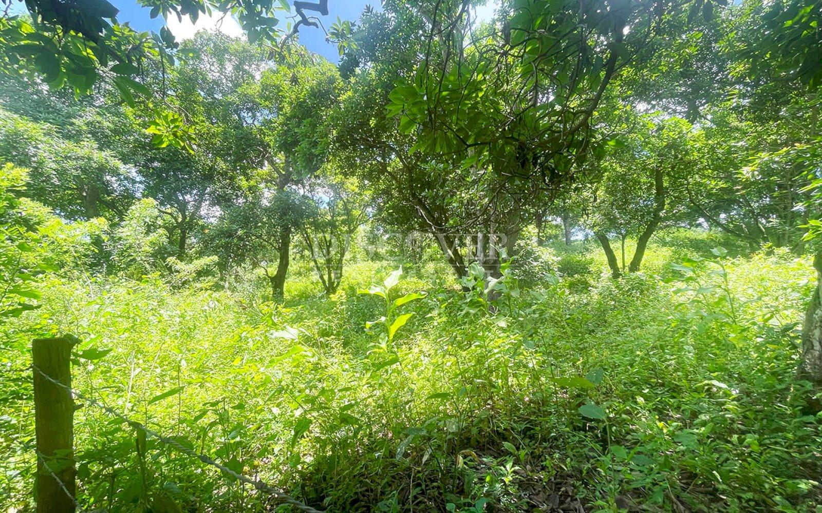  Land for sale in Intermezzo del Bosque