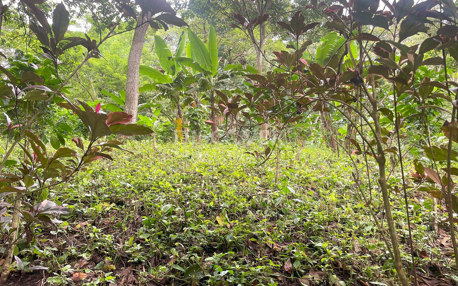 https://images.discovernica.com/propiedad/1600/ID13839_2.jpg