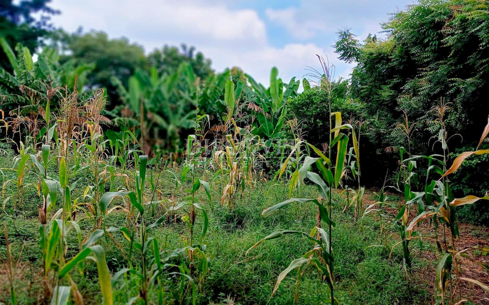  Land for sale in Carretera a Masaya 