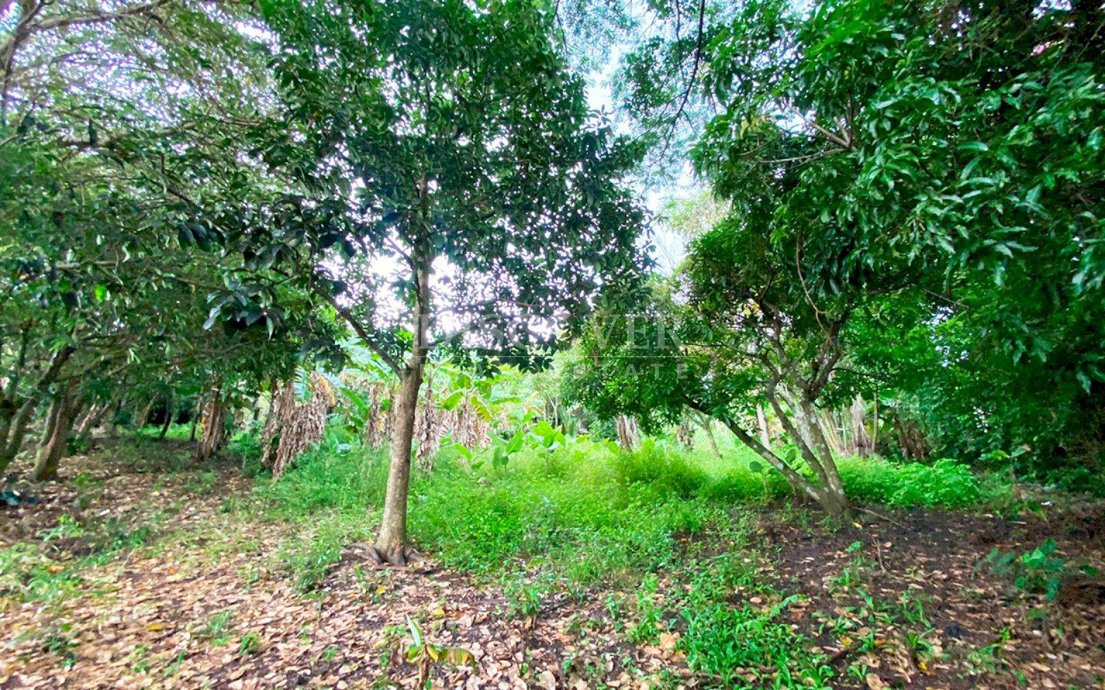  Land for sale in front of the highway in Matagalpa