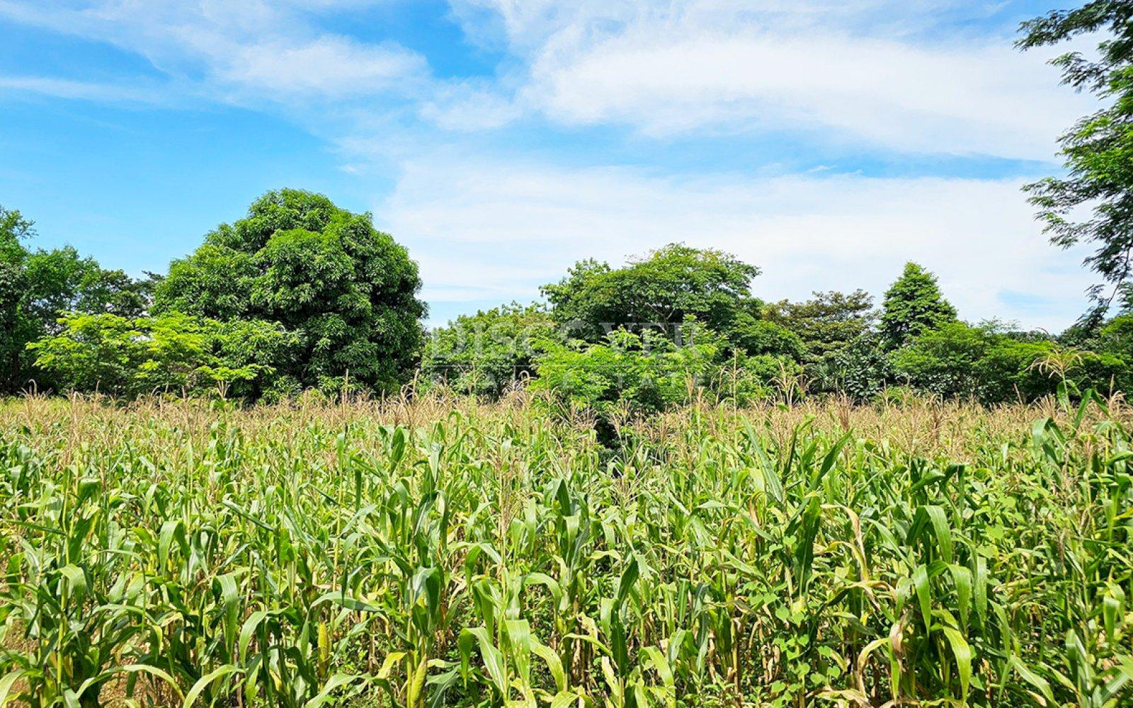  Land for sale in carretera a veracruz 