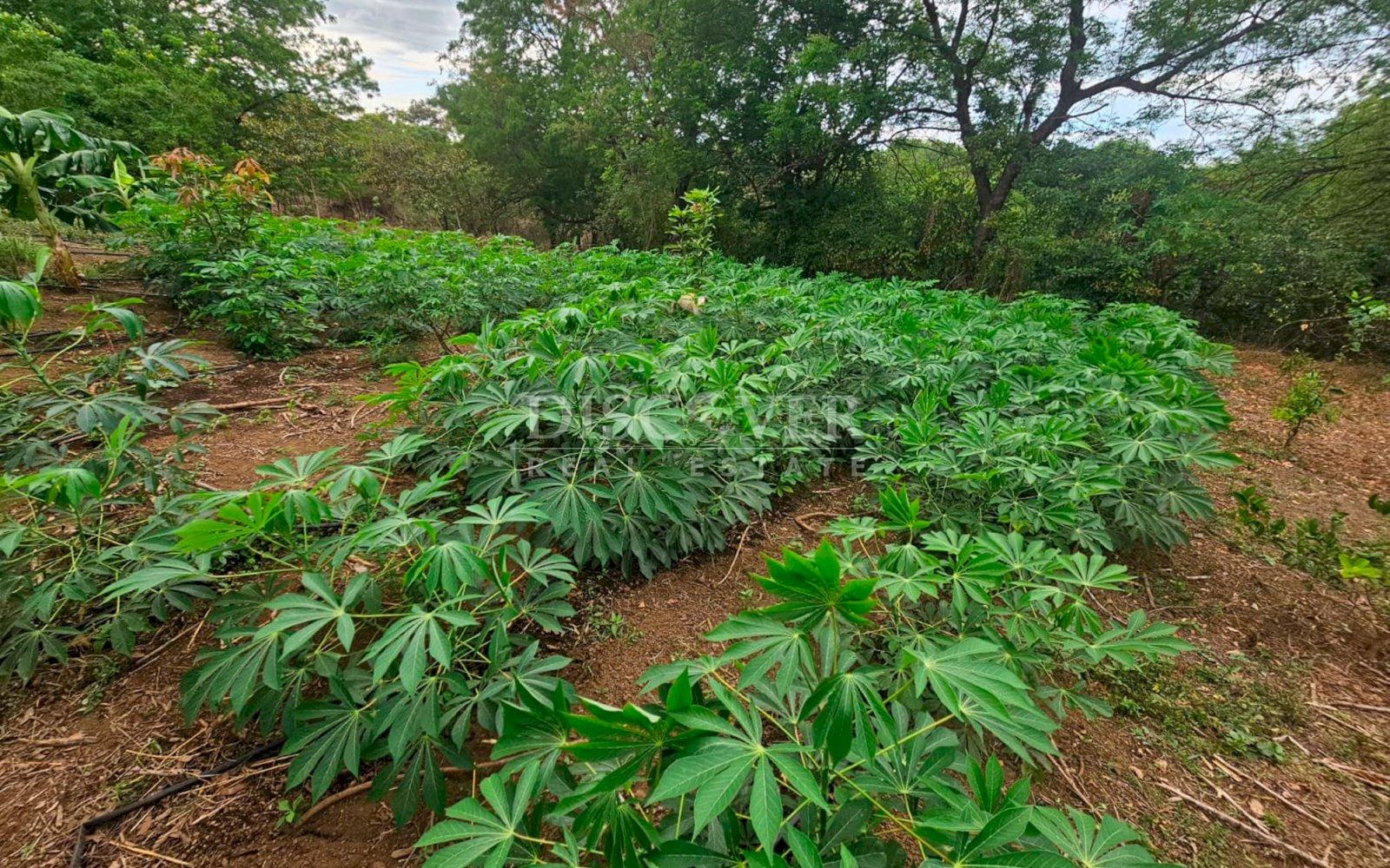  Agricultural land for sale in León