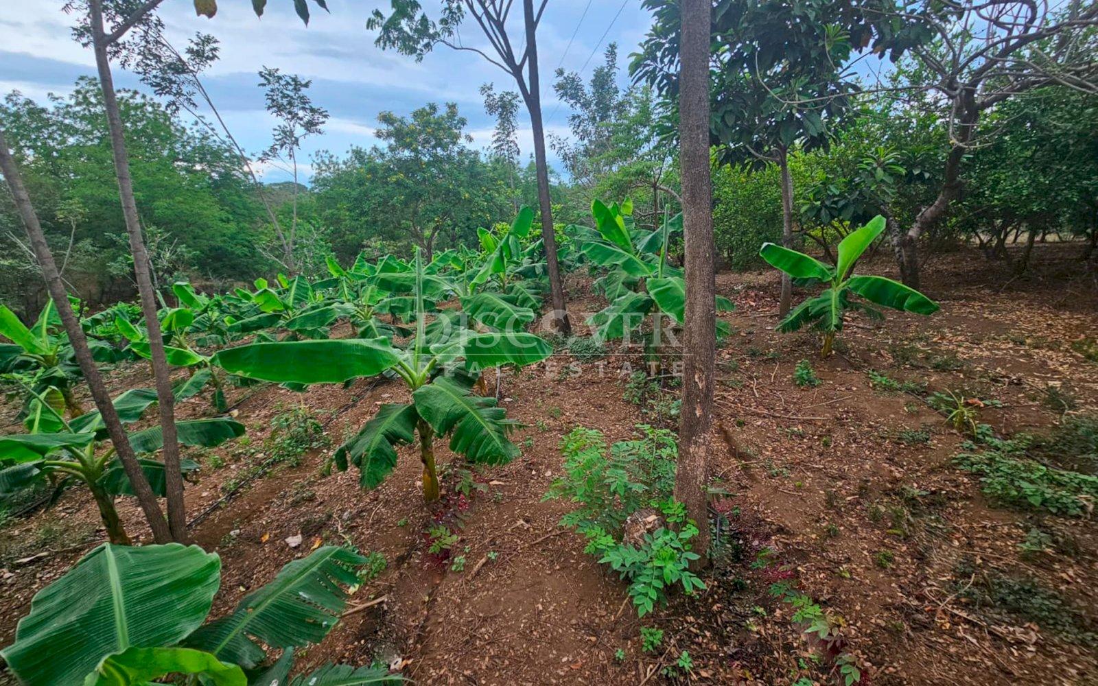  Agricultural land for sale in León