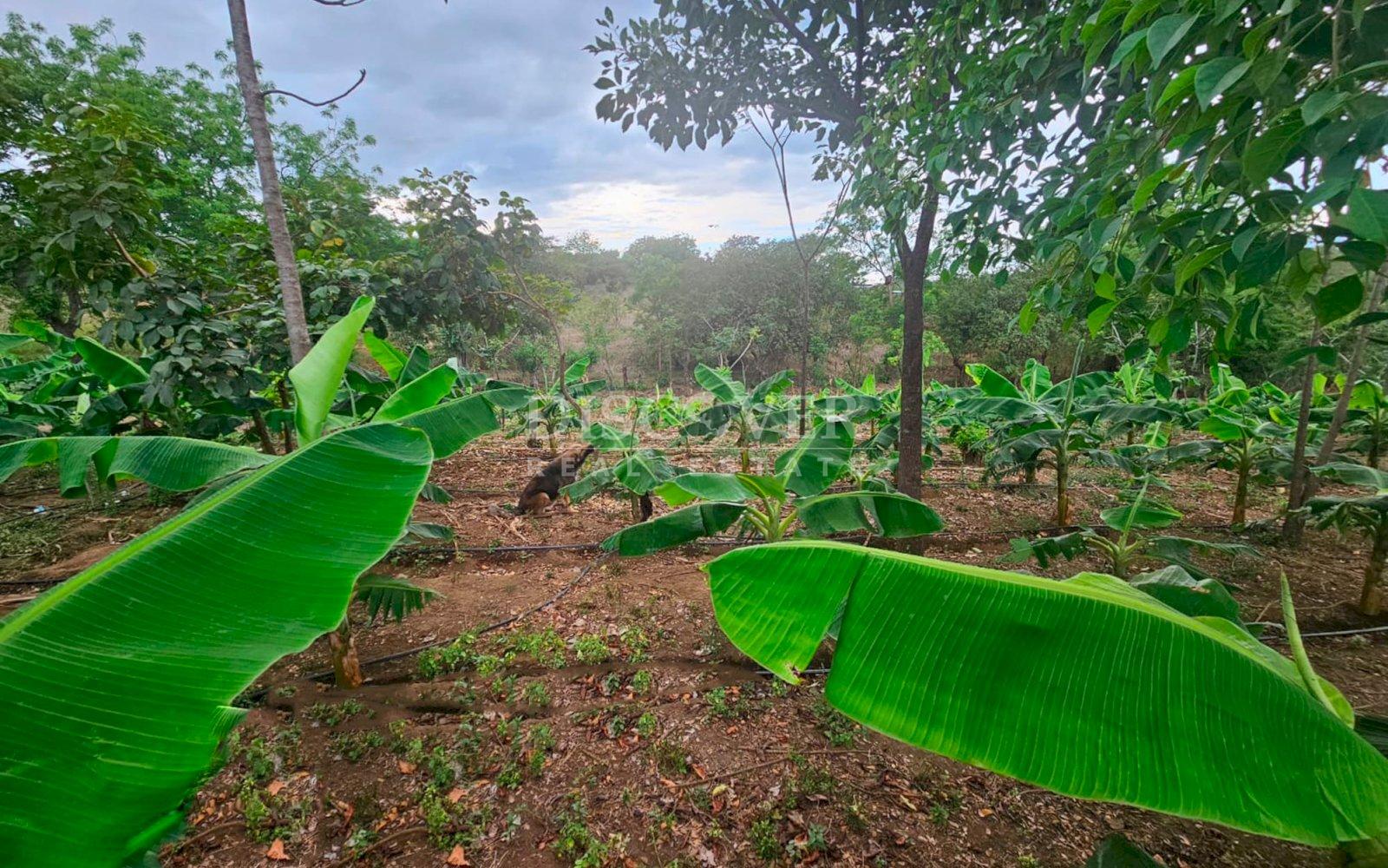  Agricultural land for sale in León