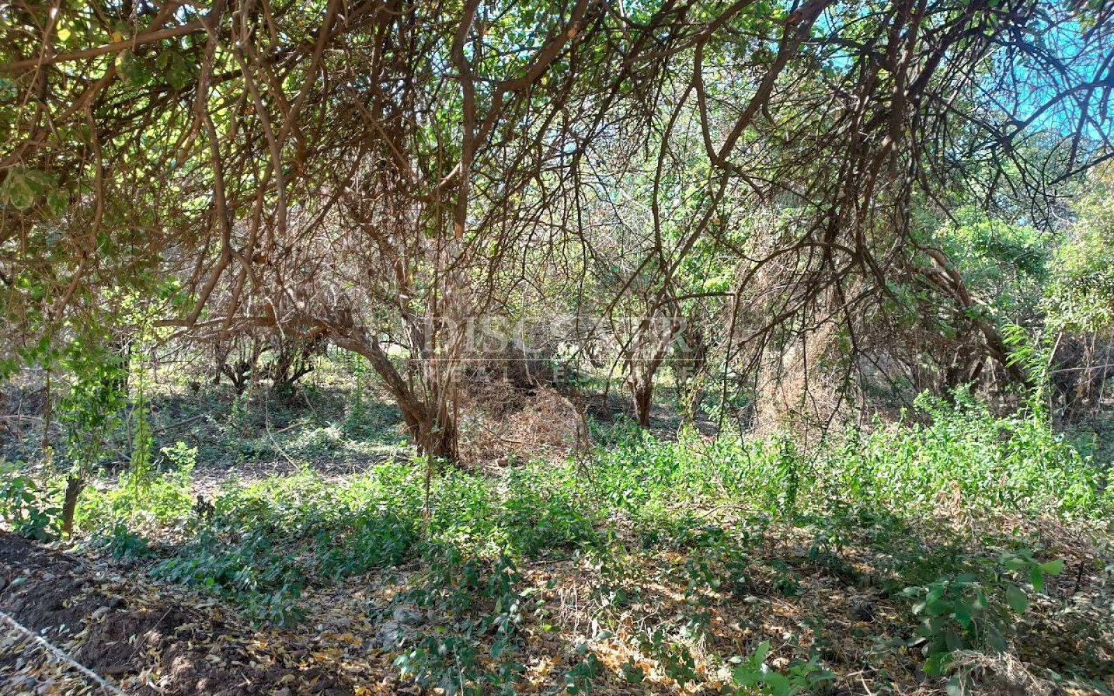  Land for sale close to El Mayoreo market