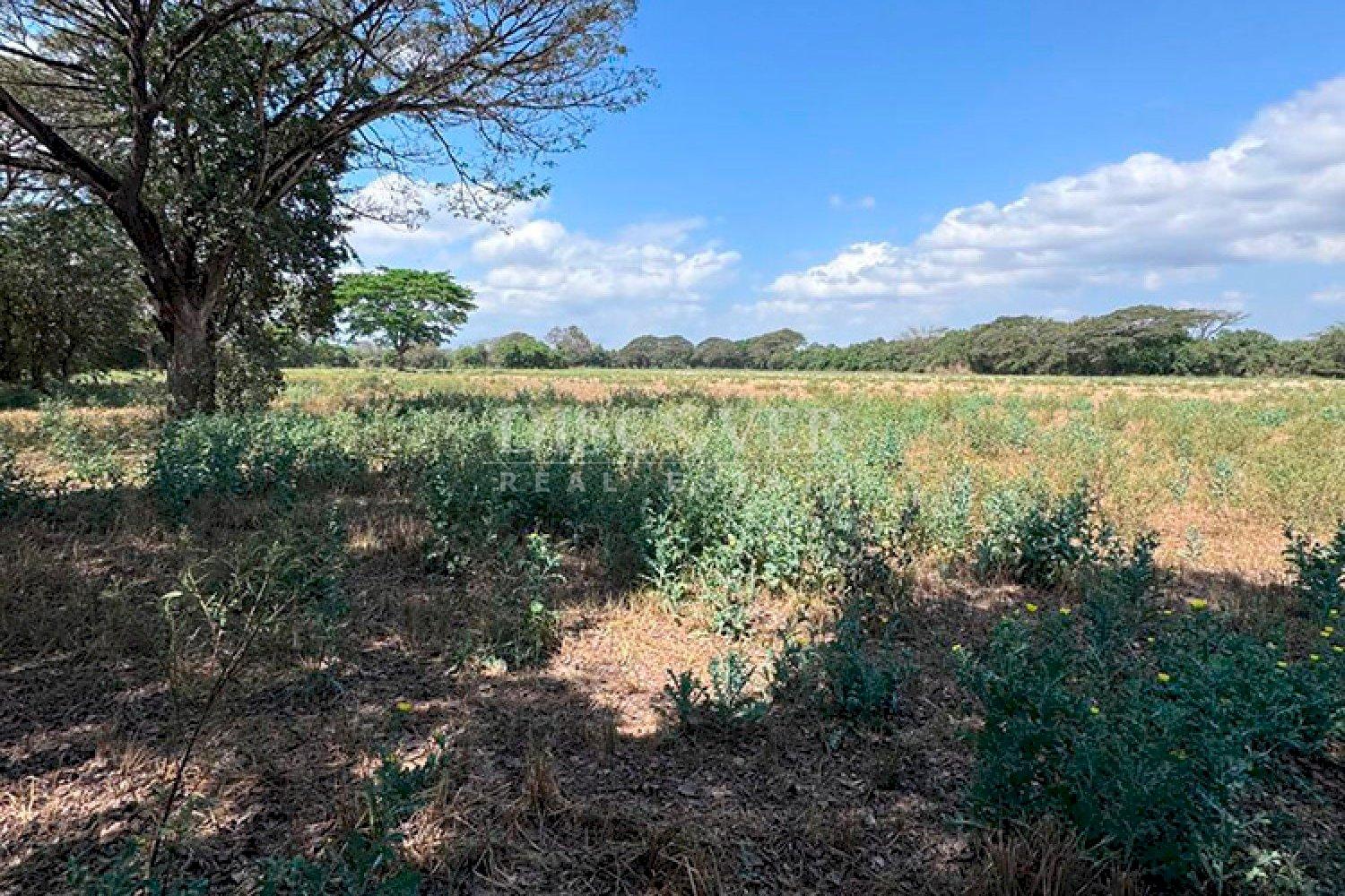  Flat topography land for sale on Sabana Grande Road 