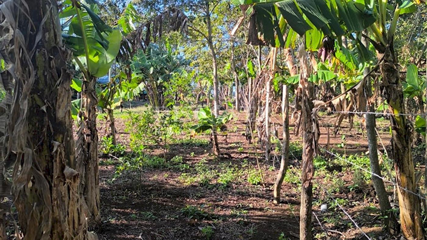 Land for sale in Jinotepe - Ideal for a housing project or investment
