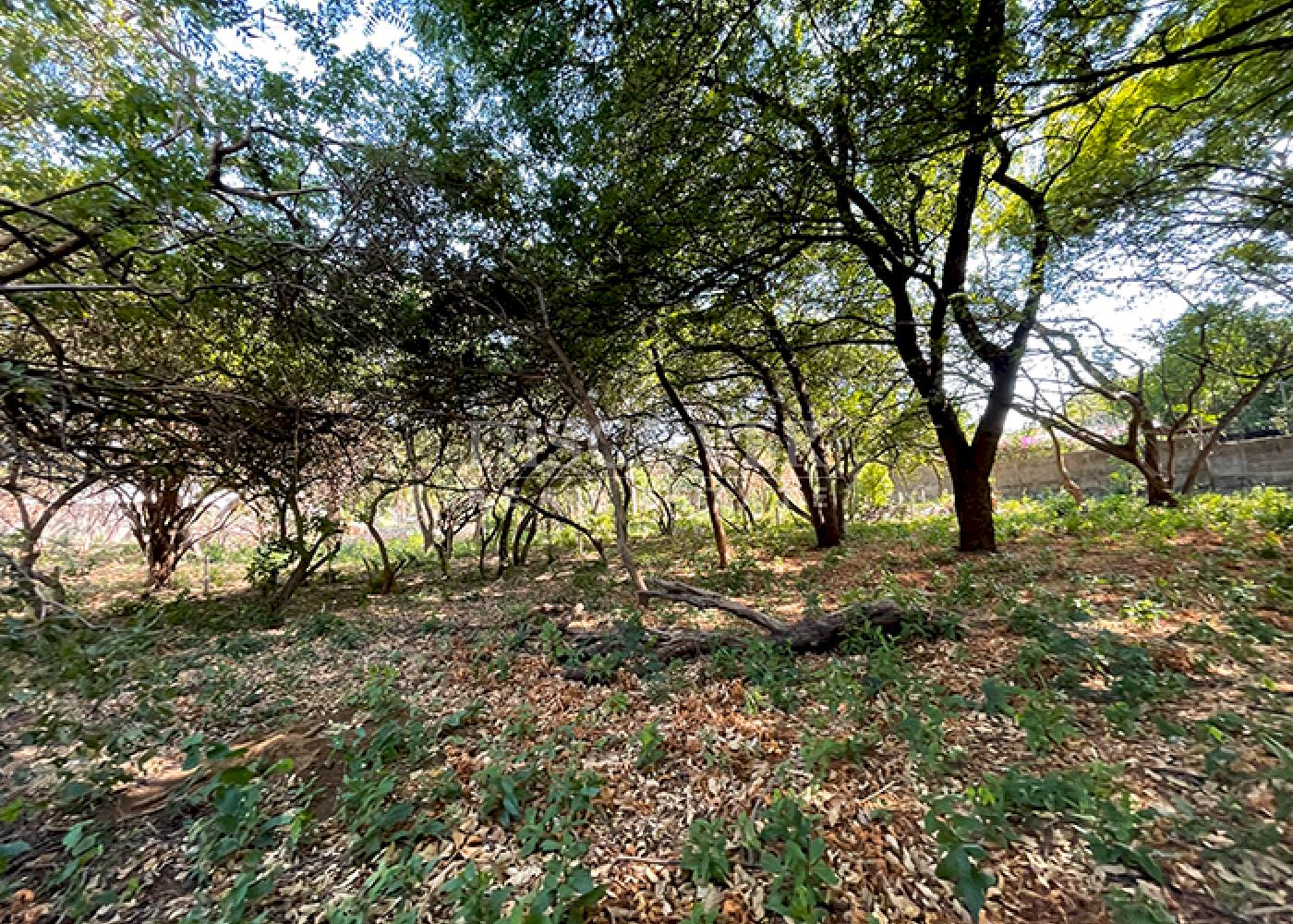  Land on main road for sale - Carretera Vieja a León
